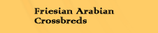 Friesian Arabian Crosses