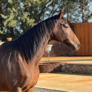 Our 3 year old Friesian