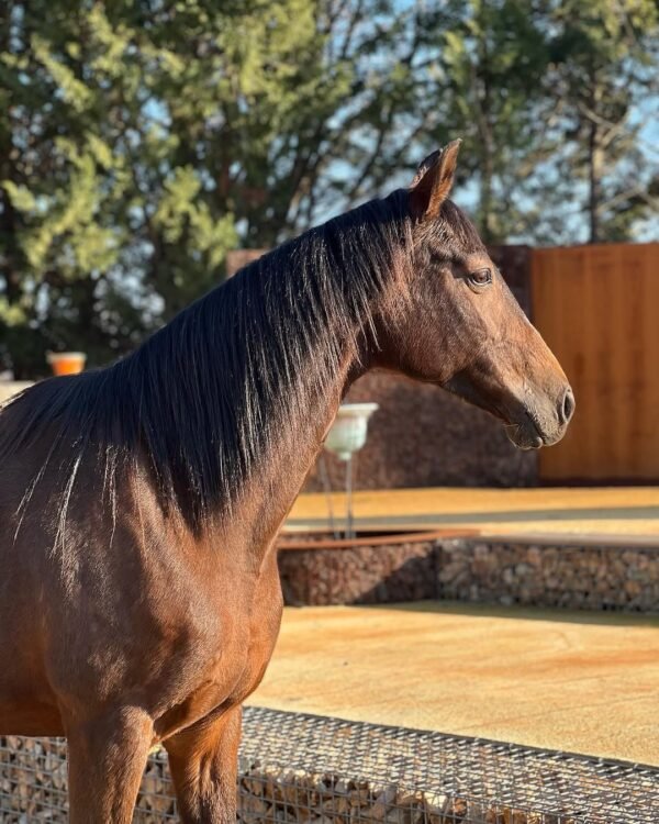 Our 3 year old Friesian