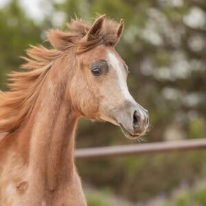 Our 2 year old Friesian mare Anske