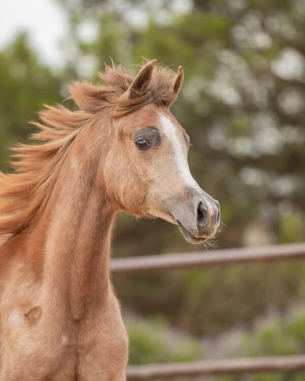 Our 2 year old Friesian mare Anske