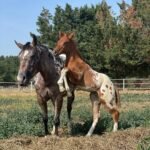 Our 1 year old Friesian mare in foal Tineke