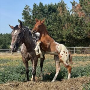 Our 1 year old Friesian mare in foal Tineke