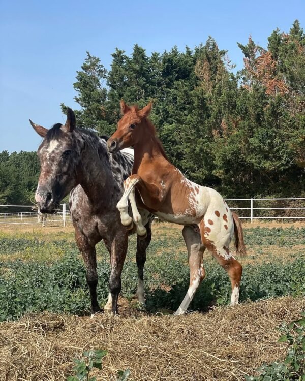 Our 1 year old Friesian mare in foal Tineke