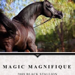 Our 4 year old Friesian stallion Tallinus