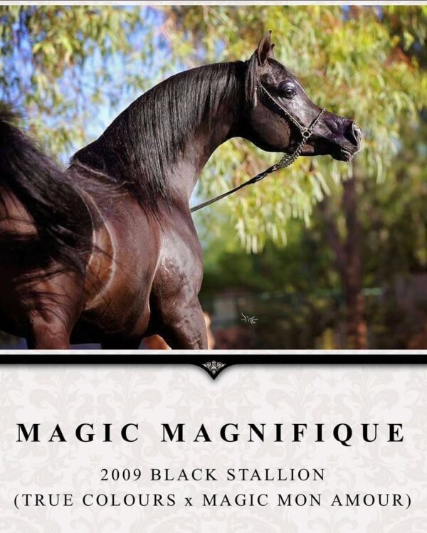 Our 4 year old Friesian stallion Tallinus