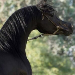 Our 2 year old Friesian mare Anske