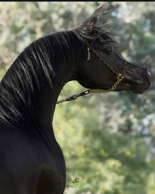 Our 2 year old Friesian mare Anske