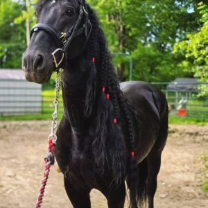 Our 4 year old Friesian mare in foal Tineke
