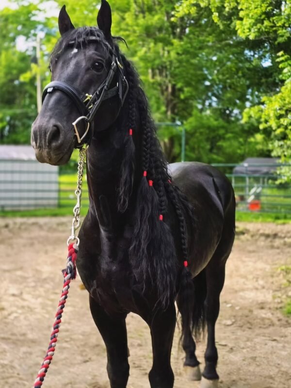 Our 4 year old Friesian mare in foal Tineke