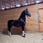 Our 3 year old Friesian Ster mare in foal Zonne
